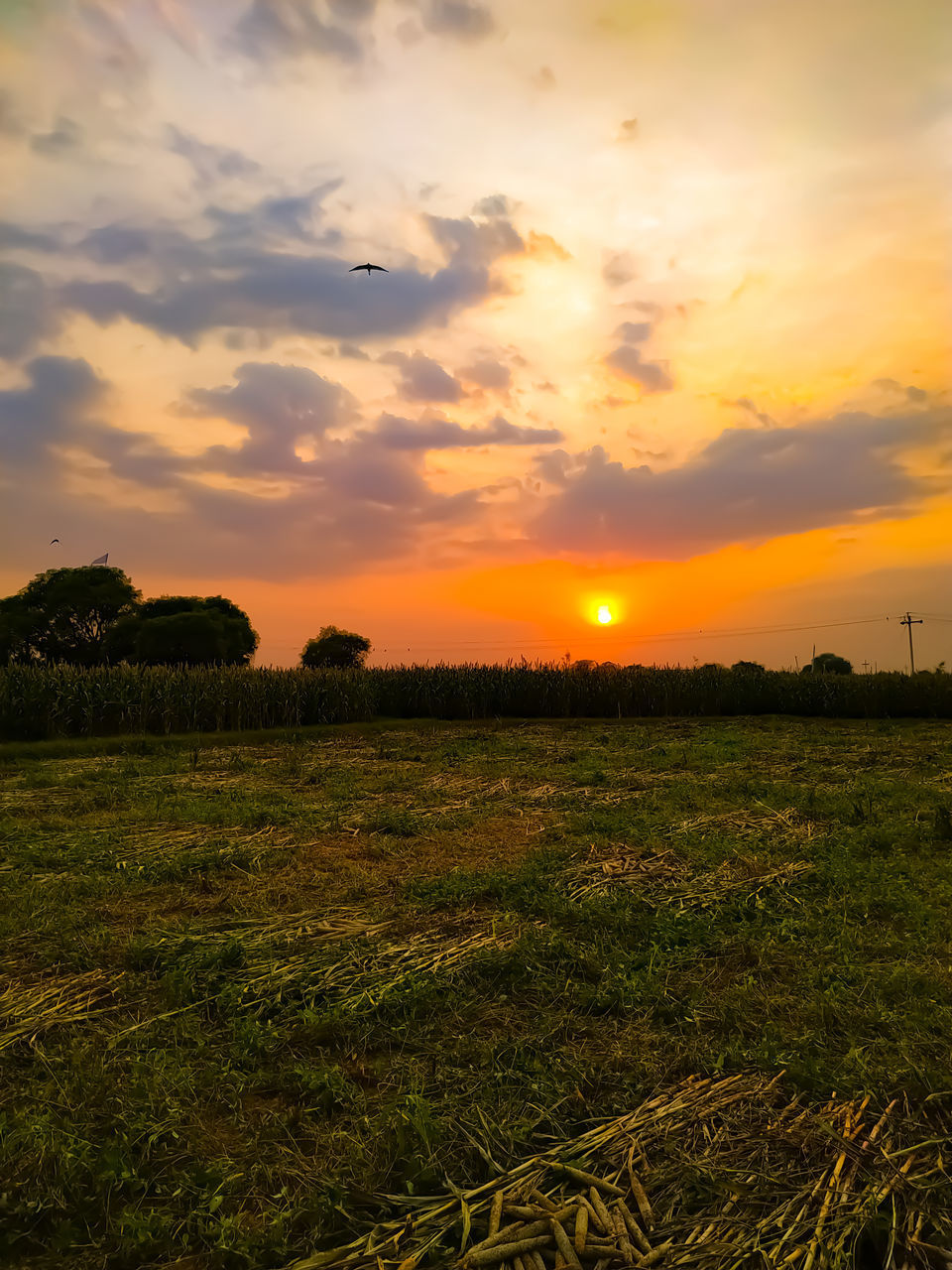 SCENIC VIEW OF LAND DURING SUNSET