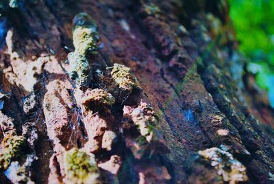 High angle view of tree