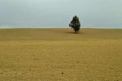 Trees on field against sky