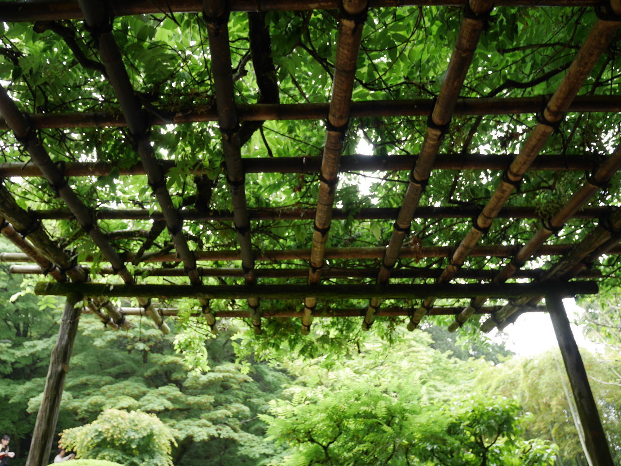 LOW ANGLE VIEW OF TREES IN FOREST