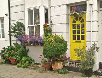 Plants growing in balcony