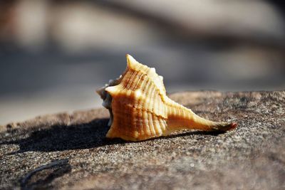 Close-up of shell on sand