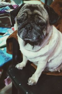 Close-up portrait of a dog