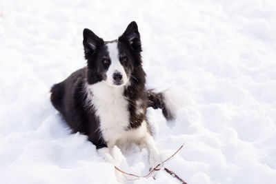 Portrait of dog on snow covered landscape