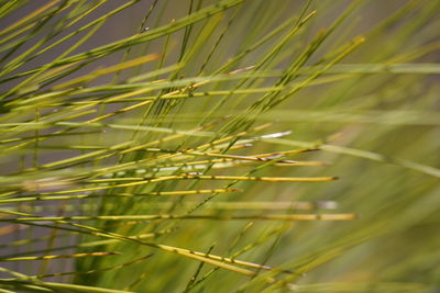 Close-up of crops growing on field