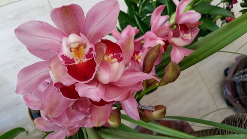 Close-up of pink flowers