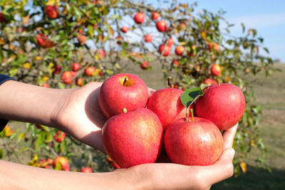 Two hands hold five organic red freshly picked apples. delicious, juicy and tasty fresh apples. 