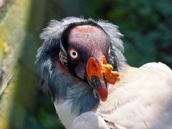 Close-up portrait of a bird