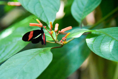 Close-up of ladybug on plant