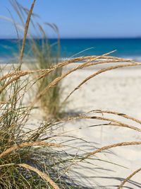 Close-up of plant on beach against sky