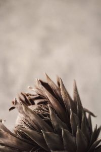 Close-up of dried plant