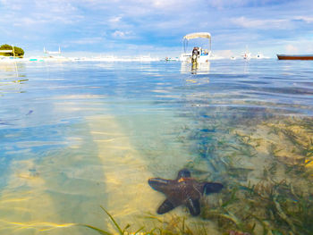 View of fishes swimming in sea