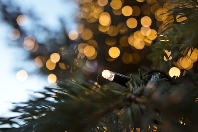 Close-up of illuminated christmas tree