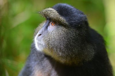 Close-up of a monkey