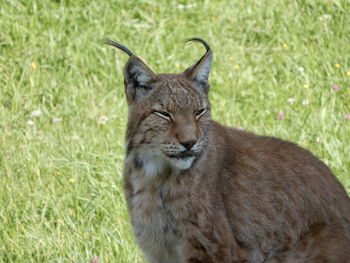 Lynx on field at a spanish nature reserve.