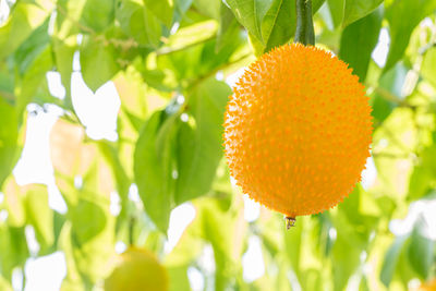 Close-up of fruit growing on plant