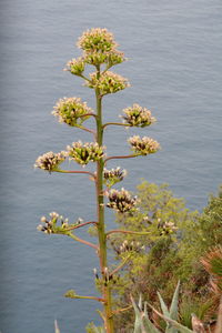 Flowers blooming by lake