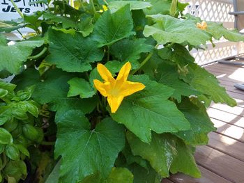 Close-up of yellow flowers