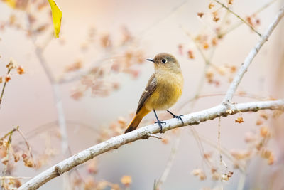 Low angle view of bird perching on branch