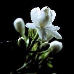 Close-up of white flowers