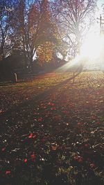 Sun shining through trees