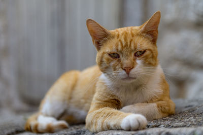 Close-up portrait of a cat