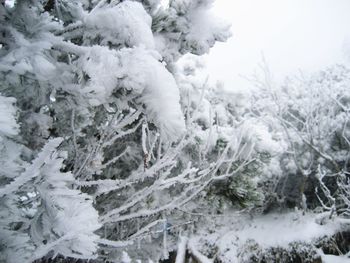 Close-up of snow covered trees in forest