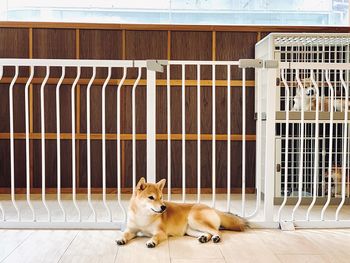 Portrait of dog relaxing in cage