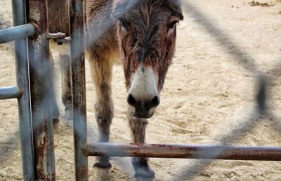 Close-up of horse standing on field