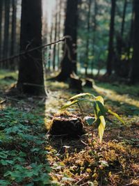 Leaves on tree trunk in forest