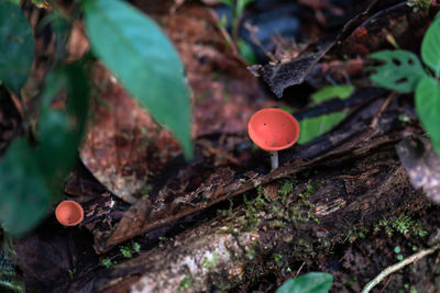 Red cup fungus mushroom in rainforest of costa rica