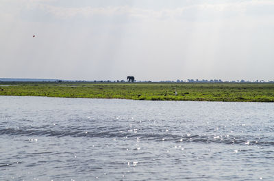 Bird flying over sea against sky