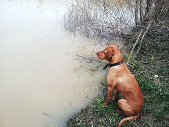 Dog looking away