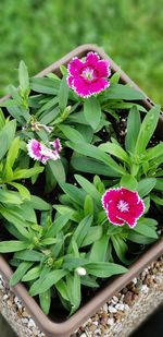 Close-up of pink flowering plant
