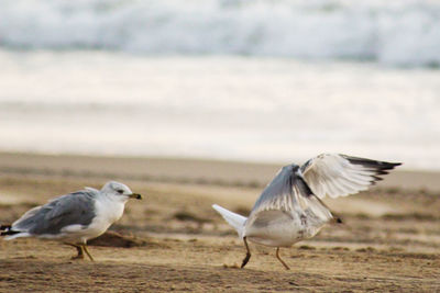 Close-up of seagulls perching on beach