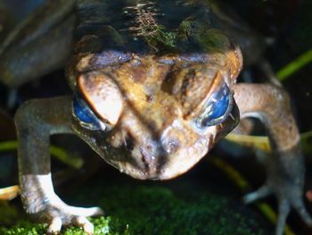 Close-up of frog in sea