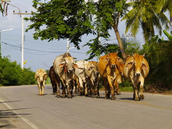 Horses standing on street