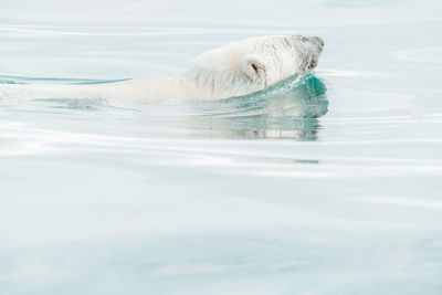 Polar bear swimming in the wild, arctic