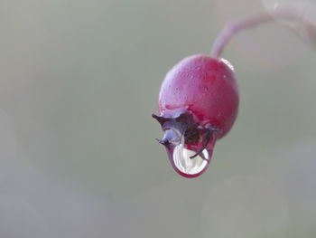 Close-up of wet rose hip 
