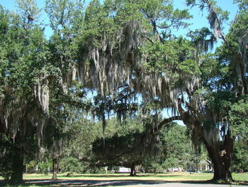 Trees growing in a park