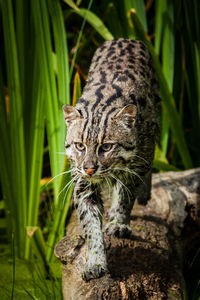 Close-up of cat