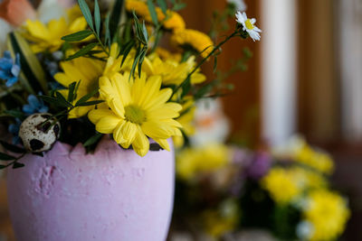 Close-up of yellow flower in pot