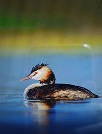 Bird swimming in lake