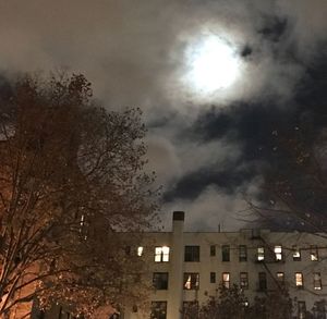 Low angle view of trees against sky in city