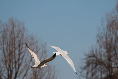 Bird flying against clear sky