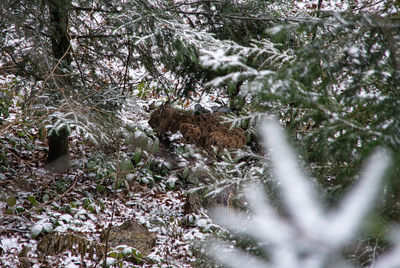 View of snow on field in forest