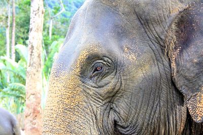 Close-up of elephant outdoors