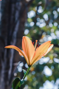 Close-up of day lily blooming outdoors