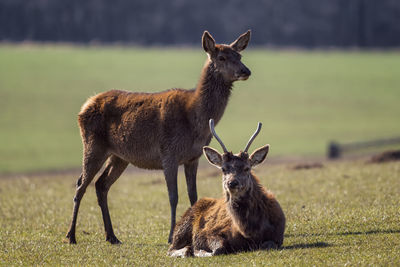 Red deer male and female, cervus elaphus, on meadow