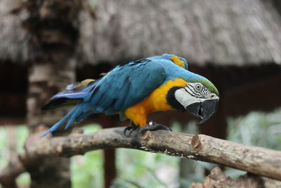 Close-up of parrot perching on branch